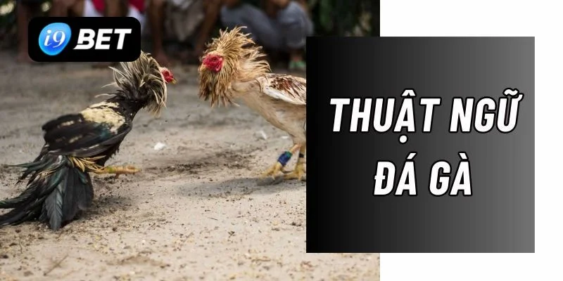 Thuật ngữ đá gà cho tân thủ mới tham gia